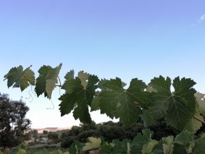 IMG_20200806_173432